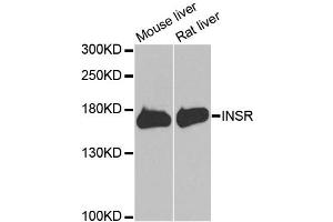 Western blot analysis of extracts of various cell lines, using INSR antibody (ABIN5970115) at 1/1000 dilution. (Insulin Receptor 抗体)