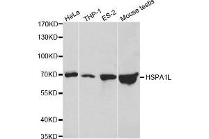 Western blot analysis of extracts of various cell lines, using HSPA1L antibody. (HSPA1L 抗体)