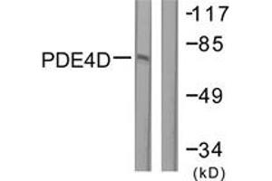 Western blot analysis of extracts from K562 cells, treated with H2O2 100uM 30', using PDE4D (Ab-190/53) Antibody. (PDE4D 抗体  (AA 156-205))