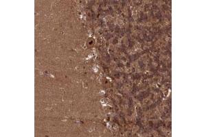 Immunohistochemical staining of human cerebellum with NAE1 polyclonal antibody  shows strong nuclear positivity in Purkinje cells. (NAE1 抗体)