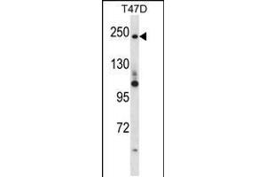 Western blot analysis in T47D cell line lysates (35ug/lane). (PPL 抗体  (C-Term))