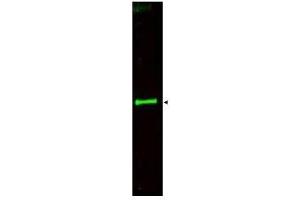 Image no. 1 for anti-Slit Homolog 3 (SLIT3) (AA 1164-1177) antibody (ABIN199965) (SLIT3 抗体  (AA 1164-1177))