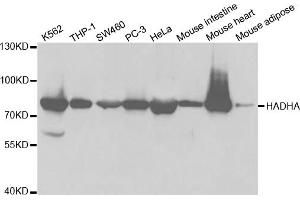 Western blot analysis of extracts of various cell lines, using HADHA antibody. (HADHA 抗体)