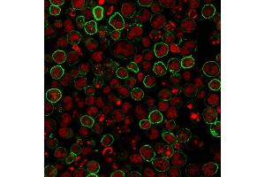 Immunofluorescence staining of Raji cells using CD20 Mouse Monoclonal Antibody (L26) followed by goat anti-Mouse IgG conjugated to CF488 (green).