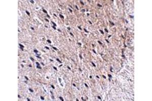 Immunohistochemistry of Bora in mouse brain tissue with Bora antibody at 2. (BORA 抗体  (N-Term))