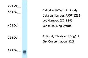 WB Suggested Anti-Tagln Antibody Titration:  1 ug/ml  Positive Control:  Rat Lung lysate (Transgelin 抗体  (C-Term))