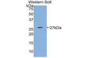 Western Blotting (WB) image for anti-Integrin alpha 2 (ITGA2) (AA 170-361) antibody (ABIN1174378) (ITGA2 抗体  (AA 170-361))