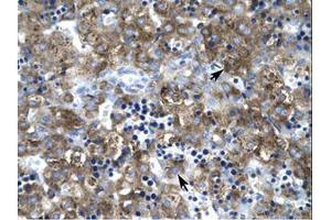 Image no. 1 for anti-Claudin 1 (CLDN1) (C-Term) antibody (ABIN6735811) (Claudin 1 抗体  (C-Term))