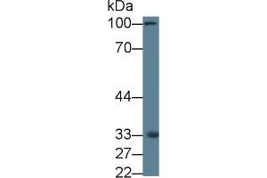 Western Blot; Sample: Rat Liver lysate; Primary Ab: 1µg/ml Rabbit Anti-Rat MRPL1 Antibody Second Ab: 0. (MRPL1 抗体  (AA 141-323))