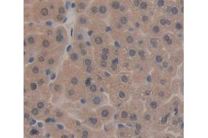Used in DAB staining on fromalin fixed paraffin- embedded liver tissue (TAT 抗体  (AA 190-454))