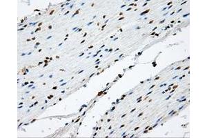 Immunohistochemistry (IHC) image for anti-Nitrilase Family, Member 2 (NIT2) antibody (ABIN1499737) (NIT2 抗体)