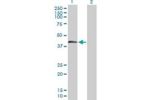 Western Blot analysis of SPESP1 expression in transfected 293T cell line by SPESP1 MaxPab polyclonal antibody. (SPESP1 抗体  (AA 1-350))