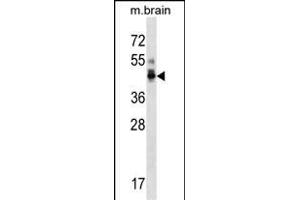 P1R7 Antibody (C-term) (ABIN1537114 and ABIN2850157) western blot analysis in mouse brain tissue lysates (35 μg/lane). (PPP1R7 抗体  (C-Term))