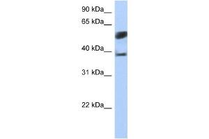 Western Blotting (WB) image for anti-Speckle-Type POZ Protein-Like (SPOPL) antibody (ABIN2459393)