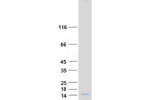 Validation with Western Blot (LOC285033 Protein (Myc-DYKDDDDK Tag))