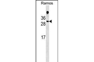 HDGFL1 Antibody (Center) (ABIN1537751 and ABIN2848823) western blot analysis in Ramos cell line lysates (35 μg/lane). (HDGFL1 抗体  (AA 110-138))
