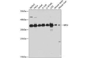 Western blot analysis of extracts of various cell lines using EIF3J Polyclonal Antibody at dilution of 1:3000. (EIF3S1 抗体)