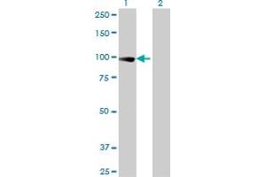 Western Blot analysis of TCEB3 expression in transfected 293T cell line by TCEB3 monoclonal antibody (M02), clone 1F3.