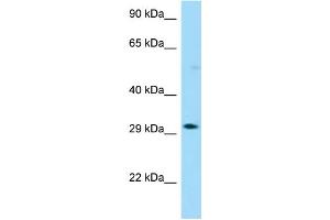 Western Blotting (WB) image for anti-Olfactory Receptor, Family 13, Subfamily G, Member 1 (OR13G1) (C-Term) antibody (ABIN2790489)