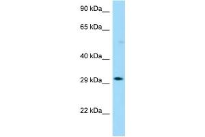 WB Suggested Anti-OR13G1 Antibody Titration: 1. (OR13G1 抗体  (C-Term))