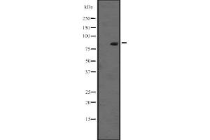 Western blot analysis of RASEF expression in K-562 cell lysate at 25ug/lane. (RASEF 抗体  (C-Term))