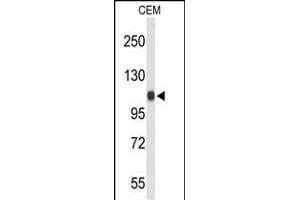 Western blot analysis of IPO11 Antibody (C-term) (ABIN653614 and ABIN2842973) in CEM cell line lysates (35 μg/lane). (Importin 11 抗体  (C-Term))