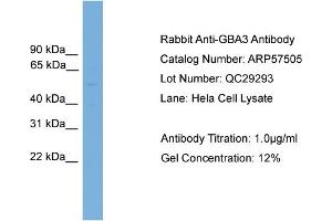 WB Suggested Anti-GBA3  Antibody Titration: 0. (GBA3 抗体  (N-Term))