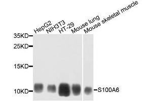 Western blot analysis of extracts of various cell lines, using S100A6 antibody. (S100A6 抗体  (AA 1-90))