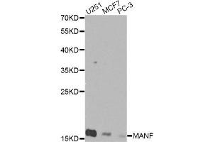 Western blot analysis of extracts of various cell lines, using MANF Antibody (ABIN5974212) at 1/1000 dilution. (MANF 抗体)