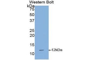 Western Blotting (WB) image for anti-Interleukin 1 Receptor, Type I (IL1R1) (AA 21-109) antibody (ABIN1172131) (IL1R1 抗体  (AA 21-109))