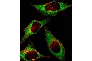 Fluorescent image of Hela cell stained with HIP2 Antibody (Center) (ABIN1882088 and ABIN2839151)/SH030911H. (UBE2K 抗体  (AA 109-139))