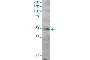IRF2 polyclonal antibody  staining (2 ug/mL) of Jurkat lysate (RIPA buffer, 30 ug total protein per lane). (IRF2 抗体  (C-Term))