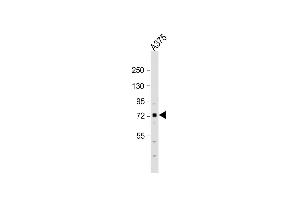 Anti-SRPK1 Antibody (N-term)at 1:1000 dilution +  whole cell lysate Lysates/proteins at 20 μg per lane. (SRPK1 抗体  (C-Term))