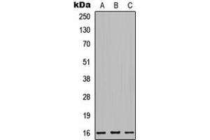 Western blot analysis of MRPS32 expression in HeLa (A), Raw264.