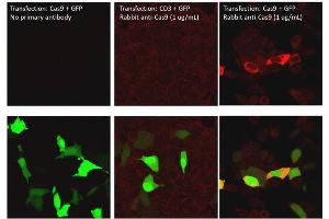 Immunofluorescence of Rabbit Anti-Cas9 Antibody. (CRISPR-Cas9 (C-Term) 抗体 (DyLight 800))