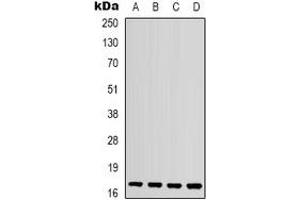 Western blot analysis of IL-1F10 expression in mouse kidney (A), mouse heart (B), mouse brain (C), rat spleen (D) whole cell lysates. (IL1F10 抗体  (C-Term))