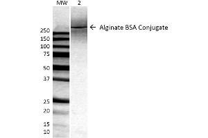 Western Blot analysis of ALL BSA-Alginate Conjugate showing detection of ~250 kDa Alginate protein using Mouse Anti-Alginate Monoclonal Antibody, Clone 4B10-1C5 . (Alginate 抗体)