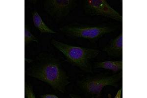 Immunofluorescence staining of methanol-fixed Hela cells using HDAC4/HDAC5/HDAC9(Ab-246/259/220) Antibody. (HDAC4/HDAC5/HDAC9 抗体)