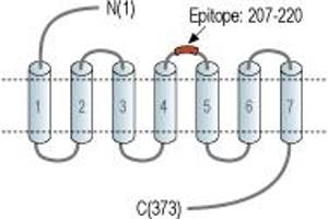 anti-Purinergic Receptor P2Y, G-Protein Coupled, 1 (P2RY1) (2nd Extracellular Loop), (AA 207-220) antibody (FITC)