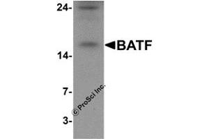 Western Blotting (WB) image for anti-Basic Leucine Zipper ATF-like Transcription Factor (BATF) (N-Term) antibody (ABIN1077388) (BATF 抗体  (N-Term))