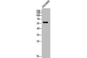 Western Blot analysis of COLO205 cells using Elongin A3 Polyclonal Antibody (TCEB3C 抗体  (C-Term))