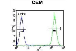 Flow cytometric analysis of CEM cells using Dual oxidase 2  Antibody  (right histogram) compared to a negative control cell (left histogram). (DUOX2 抗体  (Middle Region))