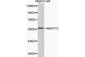 Western blot analysis of extracts of HepG2 cells, using ANGPT2 antibody (ABIN5970271) at 1/1000 dilution. (Angiopoietin 2 抗体)