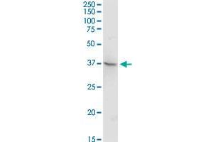 TEX13A MaxPab rabbit polyclonal antibody. (TEX13A 抗体  (AA 1-409))