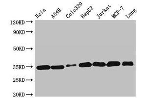 Western Blot Positive WB detected in: Hela whole cell lysate, A549 whole cell lysate, Colo320 whole cell lysate, HepG2 whole cell lysate, Jurkat whole cell lysate, MCF-7 whole cell lysate, Mouse lung tissue All lanes: EMD antibody at 2 μg/mL Secondary Goat polyclonal to rabbit IgG at 1/50000 dilution Predicted band size: 29 kDa Observed band size: 35 kDa (Emerin 抗体  (AA 1-222))