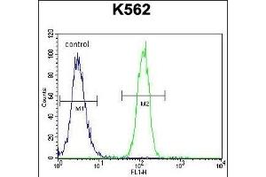 CCDC61 Antibody (N-term) (ABIN655534 and ABIN2845046) flow cytometric analysis of K562 cells (right histogram) compared to a negative control cell (left histogram). (CCDC61 抗体  (N-Term))
