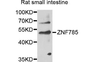 Western blot analysis of extracts of rat small intestine, using ZNF785 antibody. (ZNF785 抗体)