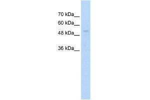 Western Blotting (WB) image for anti-Ariadne Homolog, Ubiquitin-Conjugating Enzyme E2 Binding Protein, 1 (ARIH1) (C-Term) antibody (ABIN2774914)