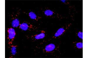 Proximity Ligation Assay (PLA) image for anti-Mitogen-Activated Protein Kinase 14 (MAPK14) (AA 260-360) antibody (ABIN514653)