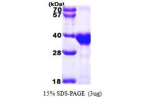 SDS-PAGE (SDS) image for OTU Domain, Ubiquitin Aldehyde Binding 1 (OTUB1) (AA 1-271) protein (His tag) (ABIN667122) (OTUB1 Protein (AA 1-271) (His tag))